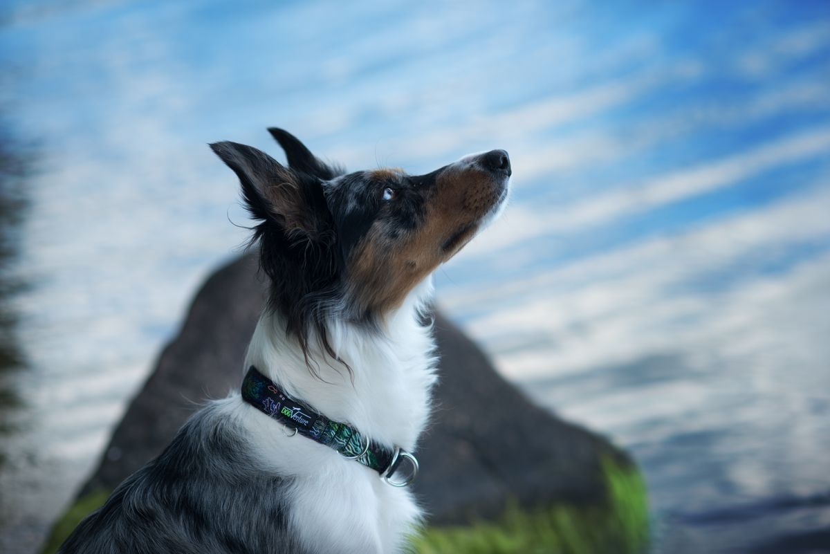 Obroża dla psa Be For Ocean