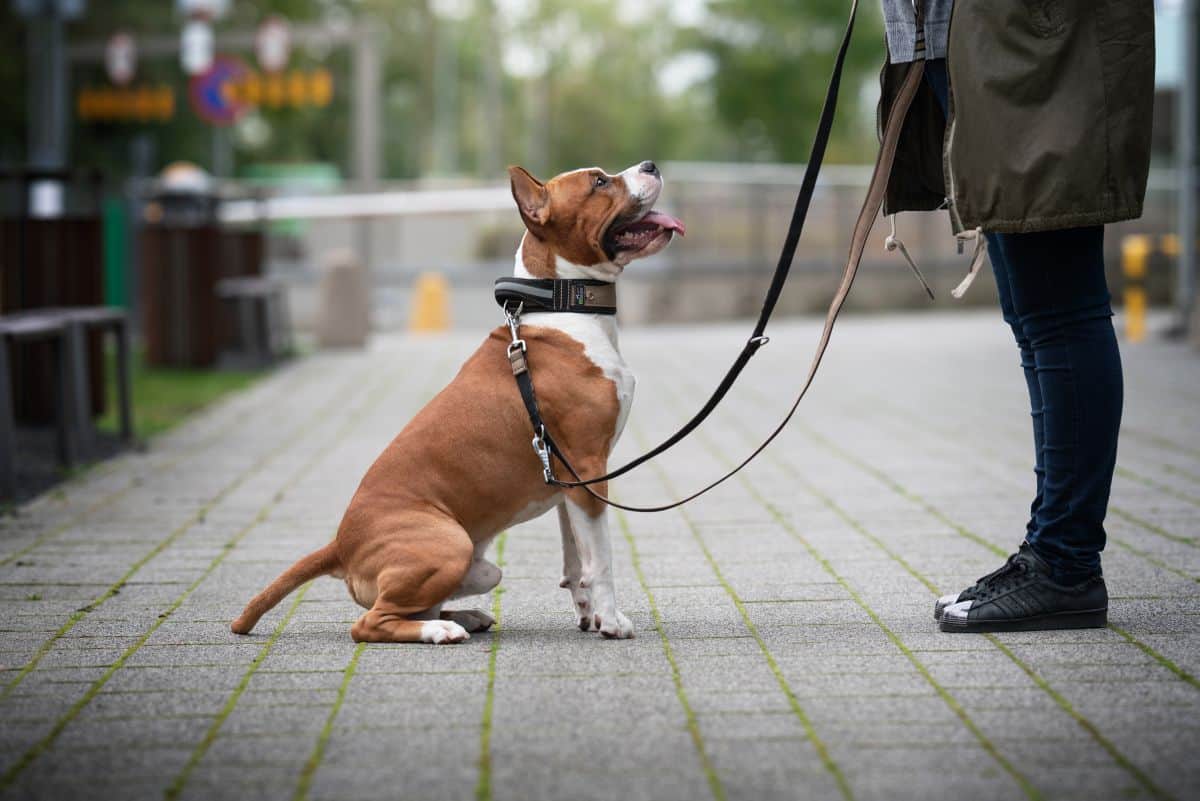 Smycz-dla-psa-przepinana-Adventure