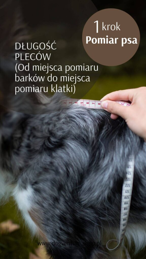 Jak zmierzyć psa do szelek guard
